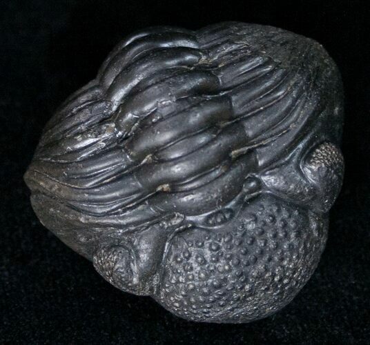 Wide Enrolled Phacops Trilobite - Mrakib, Morocco #11505